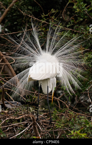 Silberreiher (Casmerodius Albus, Ardea Alba Egretta Alba) Anzeige Zucht Federn am Nest Website Alligator Farm St. Augustine FL Stockfoto