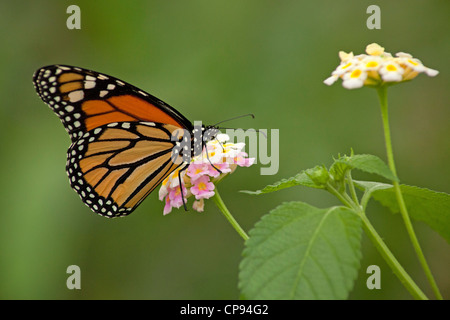 Monarchfalter (Danaus Plexippus), Tropischer Schmetterling Stockfoto