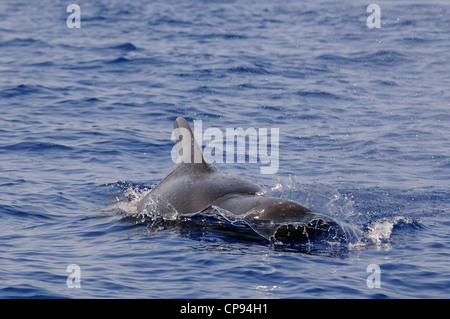 Kurz-finned Grindwal (Globicephala Macrorhynchus) auftauchen, die Malediven Stockfoto