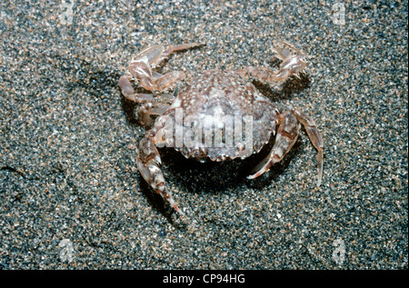 Breit-footed Sand Krabbe (Portumnus Latipes: Portunidae), die normalerweise gräbt im Sand, am unteren Ufer UK Stockfoto