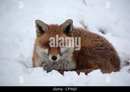 Rotfuchs Vulpes Vulpes im Schnee Stockfoto