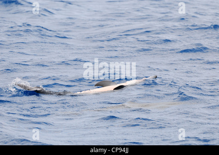 Spinner Delfin (Stenella Longirostris) schwimmen kopfüber an Oberfläche, die Malediven Stockfoto