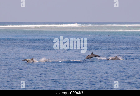 Spinner-Delfin (Stenella Longirostris)-Pod Jagd nach Fischen an der Oberfläche, die Malediven Stockfoto