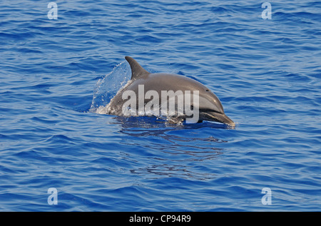 Pantropisch Spotted Dolphin (Stenella Attenuata) auftauchen, die Malediven Stockfoto