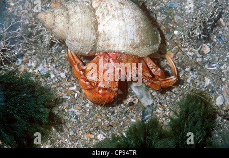 Einsiedler oder Soldat, Krabbe (Pagurus (Eupagurus =) Bernhardus: Paguridae) in einem Rockpool UK Stockfoto