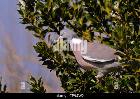 Woodpigeon (Columba Palumbus) thront in Stechpalme, Oxfordshire, Vereinigtes Königreich Stockfoto