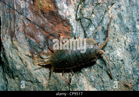 Meer-Slater weiblich (Ligia Oceanica: Ligiidae) am Fels in den Splash zone UK Stockfoto