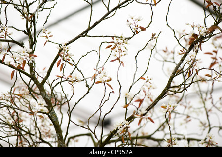 Amelanchier Canadensis, Juni Beere oder Shadblow Elsbeere in Blüte Stockfoto