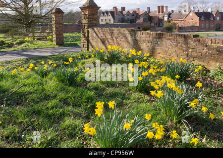 Gelbe Narzisse wilde Blumen wachsen wild in der Landschaft. Stockfoto