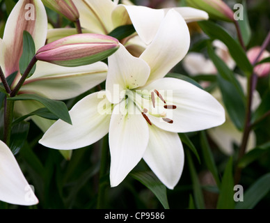 Lilium anmutende asiatischen "Eyeliner" Stockfoto