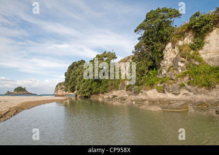 Bach trifft das Meer am Strand von Hahei, in der Nähe von Whitianga an der Pazifikküste der Coromandel-Halbinsel. Neuseeland Stockfoto