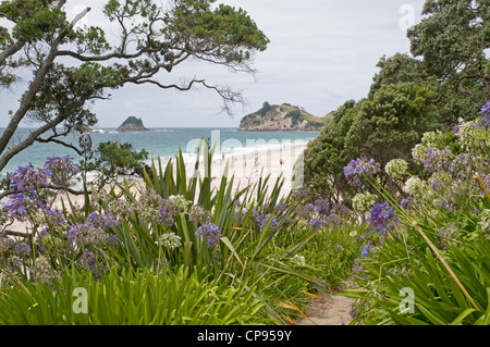 Hahei Strand, in der Nähe von Whitianga an der Pazifikküste der Coromandel-Halbinsel. Neuseeland Stockfoto