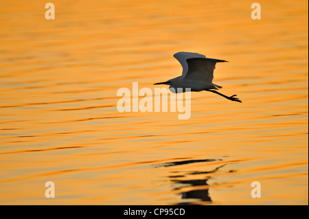 Silberreiher (Casmerodius Albus, Ardea Alba, Egretta Alba) im Flug Anastasia State Park, St. Augustine FL Stockfoto