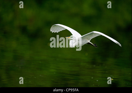 Silberreiher (Casmerodius Albus, Ardea Alba, Egretta Alba) im Flug Audubon Rookery Venedig FL Stockfoto