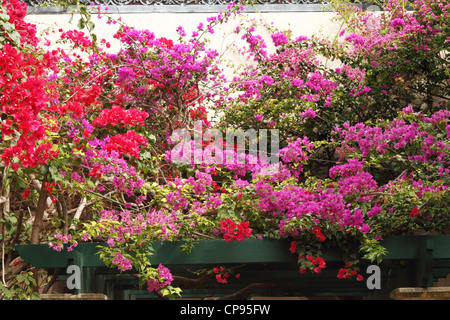 Rot, lila und rosa Bougainvillea Klettern auf einem hölzernen Gitter Stockfoto
