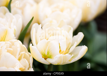 Tulipa 'Mount Tacoma' doppelte späte Tulpe Stockfoto