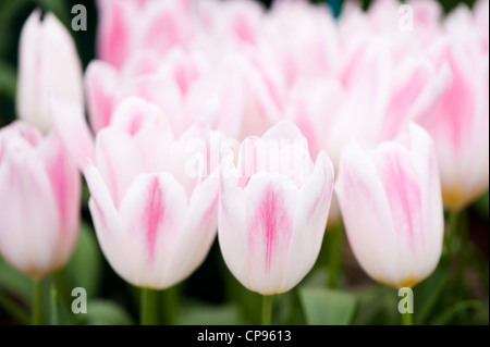 Tulipa 'Holland Chic' Lily blühende Tulpe Stockfoto