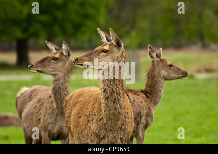 Drei weibliche Hirsche suchen Warnung im Richmond Park, Surrey Stockfoto