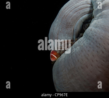 Rosa Anemonenfische (Amphiprion Perideraion) auf weiße Anemone Ball auf die Nudi Falls Tauchplatz in der Straße von Lembeh, Indonesien Stockfoto