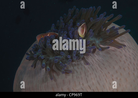 Rosa Anemonenfische (Amphiprion Perideraion) auf weiße Anemone Ball in der Lembeh-Straße. Tauchplatz Pintu Colada Stockfoto