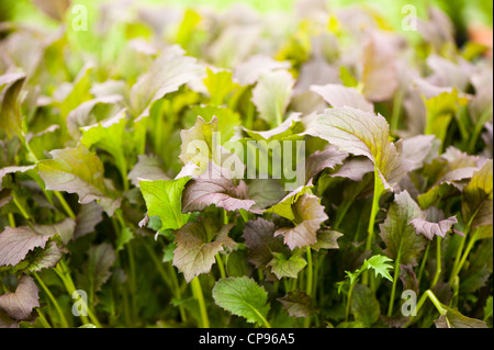 Mizuna 'Red Knight', Brassica Rapa Var nipposinica Stockfoto