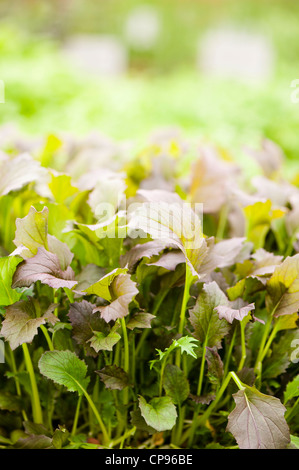 Mizuna 'Red Knight', Brassica Rapa Var nipposinica Stockfoto