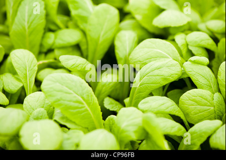 Brassica Juncea, Senf Green Giant Stockfoto