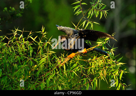 Anhinga (Anhinga Anhinga) Trocknung Flügel Audubon Rookery, Venedig FL Stockfoto