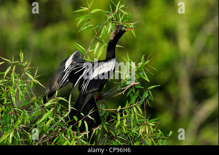 Anhinga (Anhinga Anhinga) Trocknung Flügel Audubon Rookery, Venedig FL Stockfoto