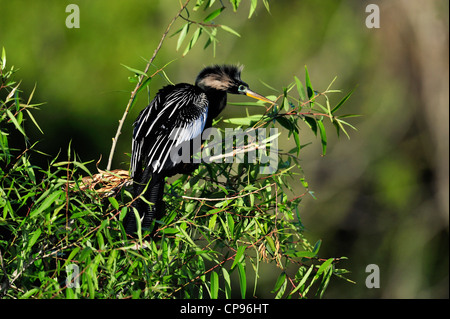 Anhinga (Anhinga Anhinga) Trocknung Flügel Audubon Rookery, Venedig FL Stockfoto