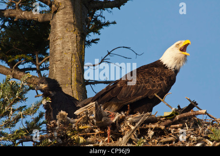 Weißkopf-Seeadler und junge im Nest in Douglasie Baum-Victoria, Brtisih-Kolumbien, Kanada. Stockfoto