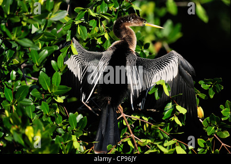 Anhinga (Anhinga Anhinga) Trocknung Flügel Audubon Rookery, Venedig FL Stockfoto