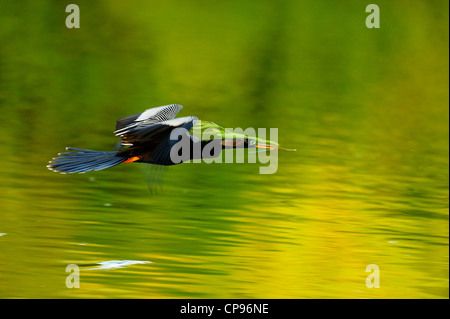 Anhinga (Anhinga Anhinga) während des Fluges Audubon Heron Rookery, Venice, Florida Stockfoto