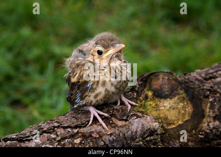 Noch jungen Singdrossel auf Log in Garten Stockfoto