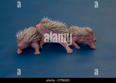 Drei Baby Igel Stockfoto