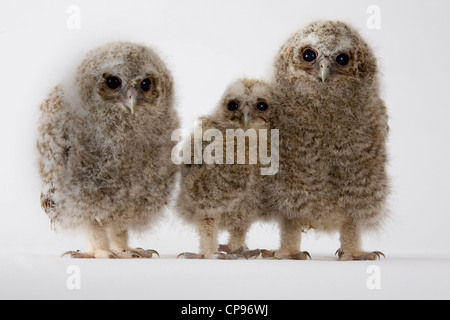 Waldkäuze, drei, Küken Stockfoto