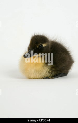 Stockente, Entlein Stockfoto