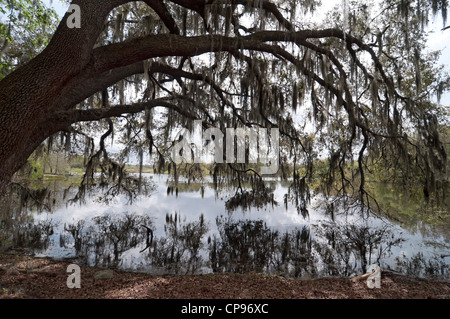 Riesigen Eichen Baum hängt über See Alice auf dem Campus der University of Florida in Gainesville. Stockfoto