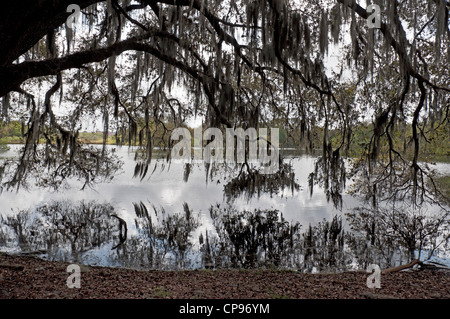 Riesigen Eichen Baum hängt über See Alice auf dem Campus der University of Florida in Gainesville. Stockfoto