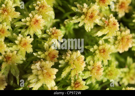 Nahaufnahme der grünen Sphagnum-Moos, geeignet für Hintergründe. Stockfoto