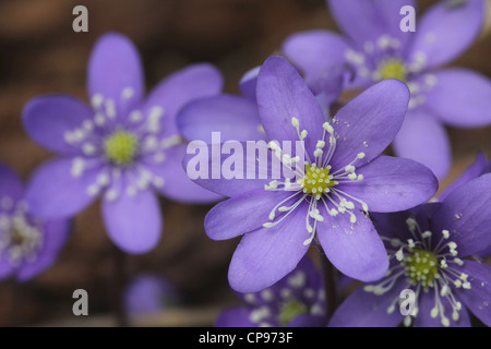 Hepatica Nobilis Himmelsblumen hautnah. Stockfoto