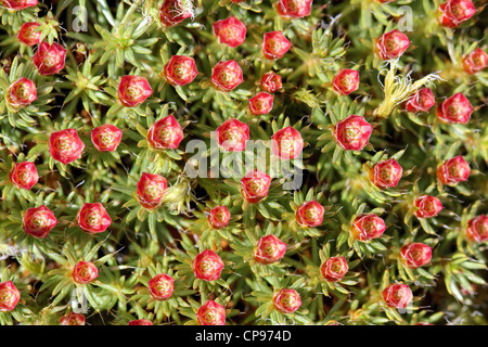 Männlichen reproduktiven Strukturen von Polytrichum Juniperinum Moos (Juniper Haircap Moss). Stockfoto