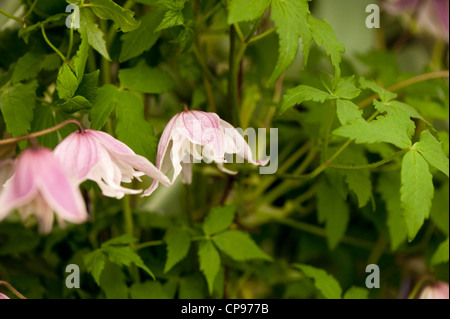 Clematis Macropetala 'Propertius' Stockfoto