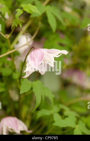 Clematis Macropetala 'Propertius' Stockfoto