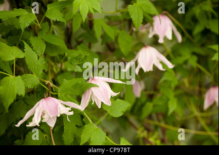 Clematis Macropetala 'Propertius' Stockfoto