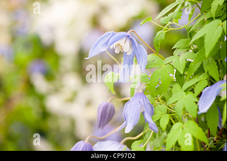 Clematis Alpina 'Frances Rivis' Stockfoto