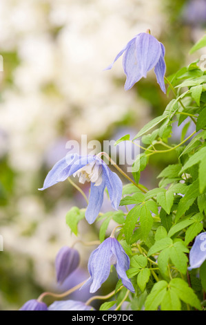 Clematis Alpina 'Frances Rivis' Stockfoto