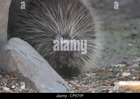 North American Stachelschwein Vorderansicht hautnah Stockfoto