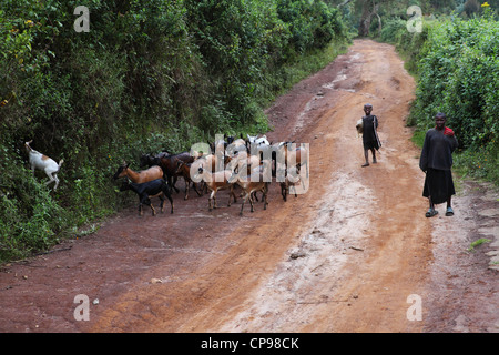 Junger Ziegenhirte lenken ihre Herde von Ziegen im ländlichen Ruanda. Stockfoto