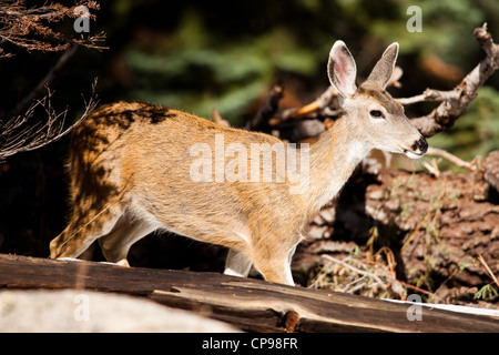 Hirsche im Yosemite National Park Stockfoto